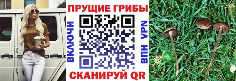 Псилоцибиновые грибы мухоморы  Гаврилов Посад 